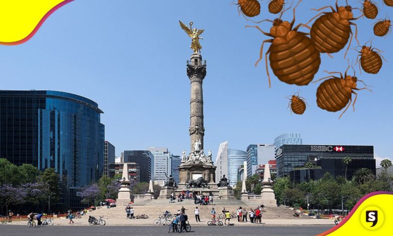 alerta sanitaria por chinches en la CDMX