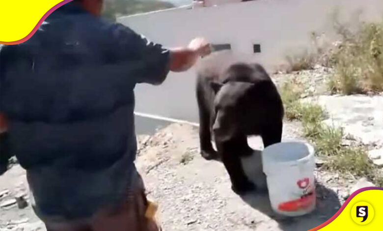 Osos robar almuerzo a albañiles