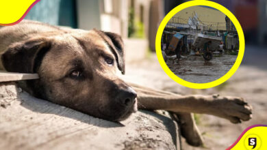 Centros de acopio en Acapulco para mascotas
