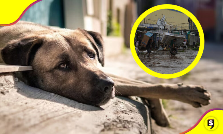 Centros de acopio en Acapulco para mascotas