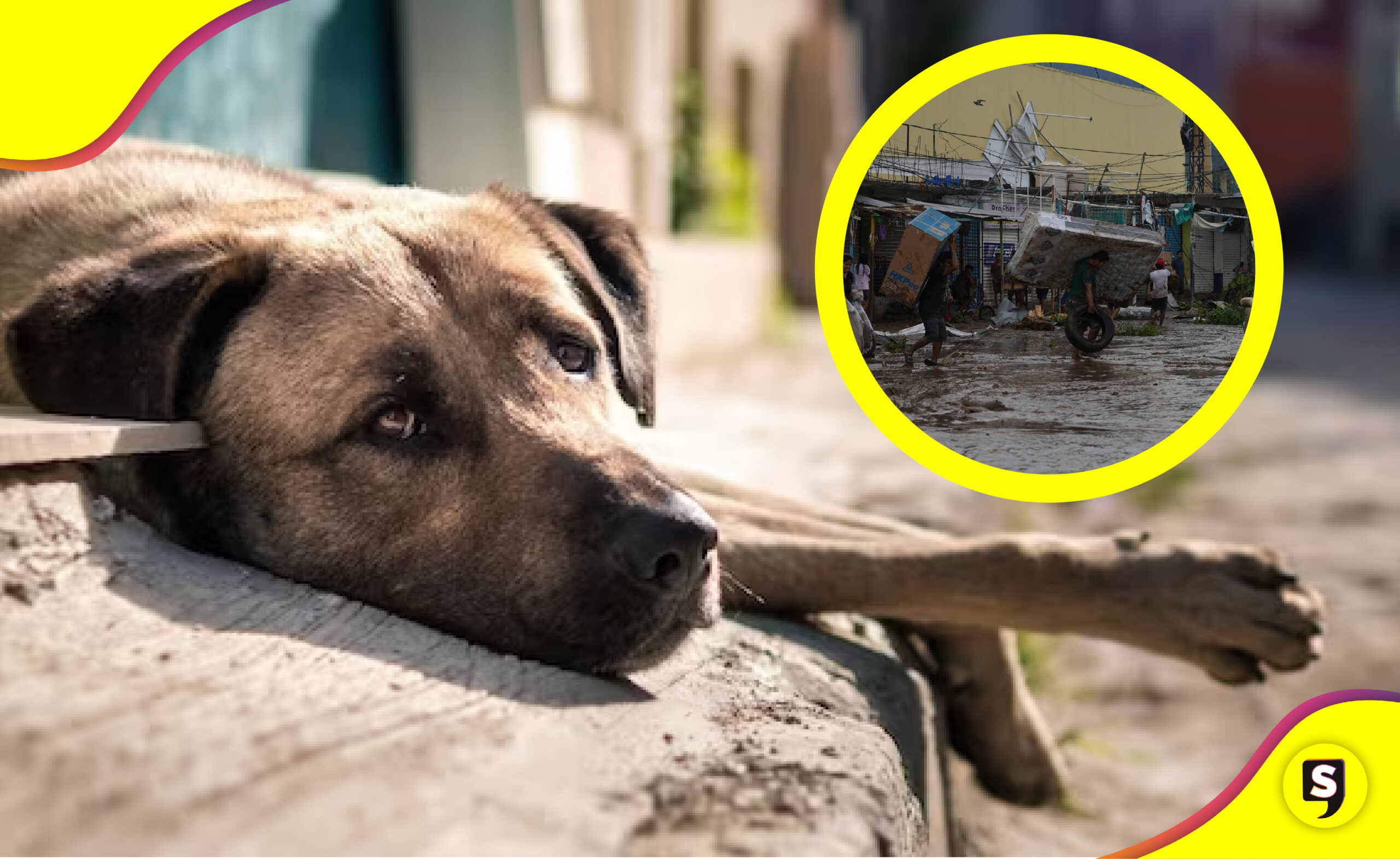 Centros de acopio en Acapulco para mascotas
