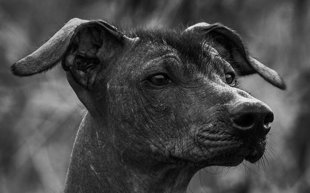 Xoloitzcuintle el perro del Mictlán leyenda