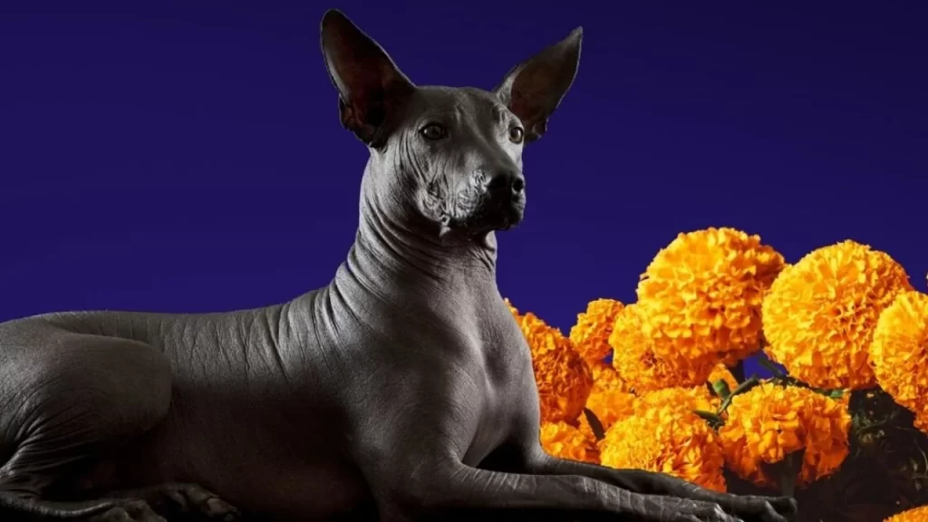 Xoloitzcuintle el perro del Mictlán leyenda