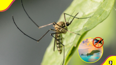 Una isla libre de mosquitos.