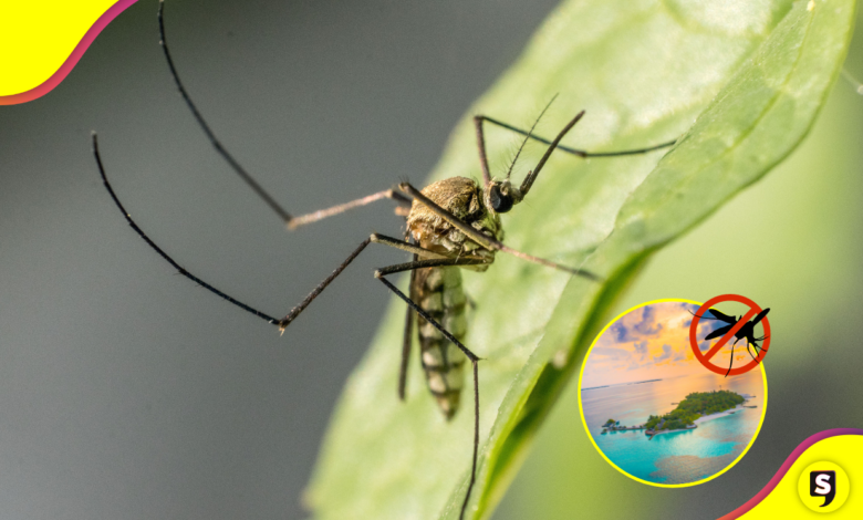 Una isla libre de mosquitos.