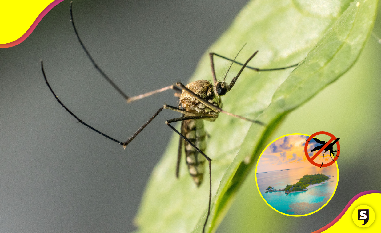 Una isla libre de mosquitos.