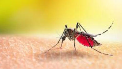 dengue en Hidalgo