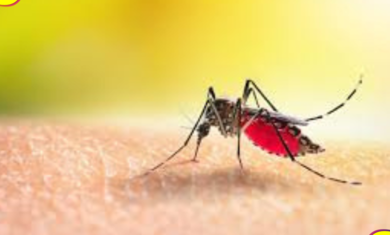 dengue en Hidalgo