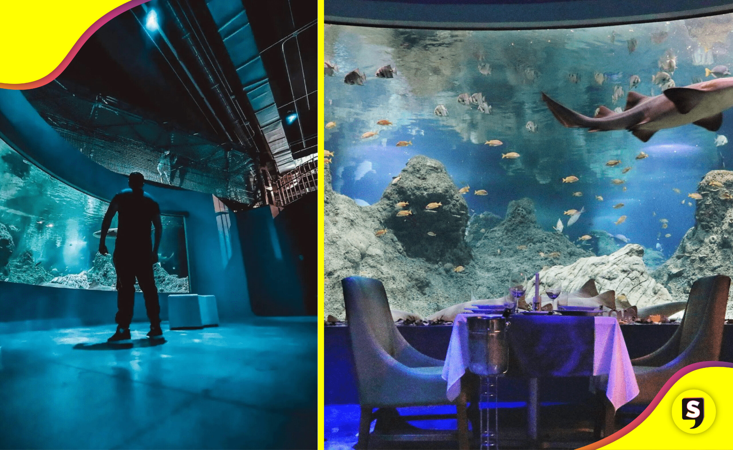 Michin acuario CDMX
