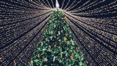encendida árbol Plaza Juárez
