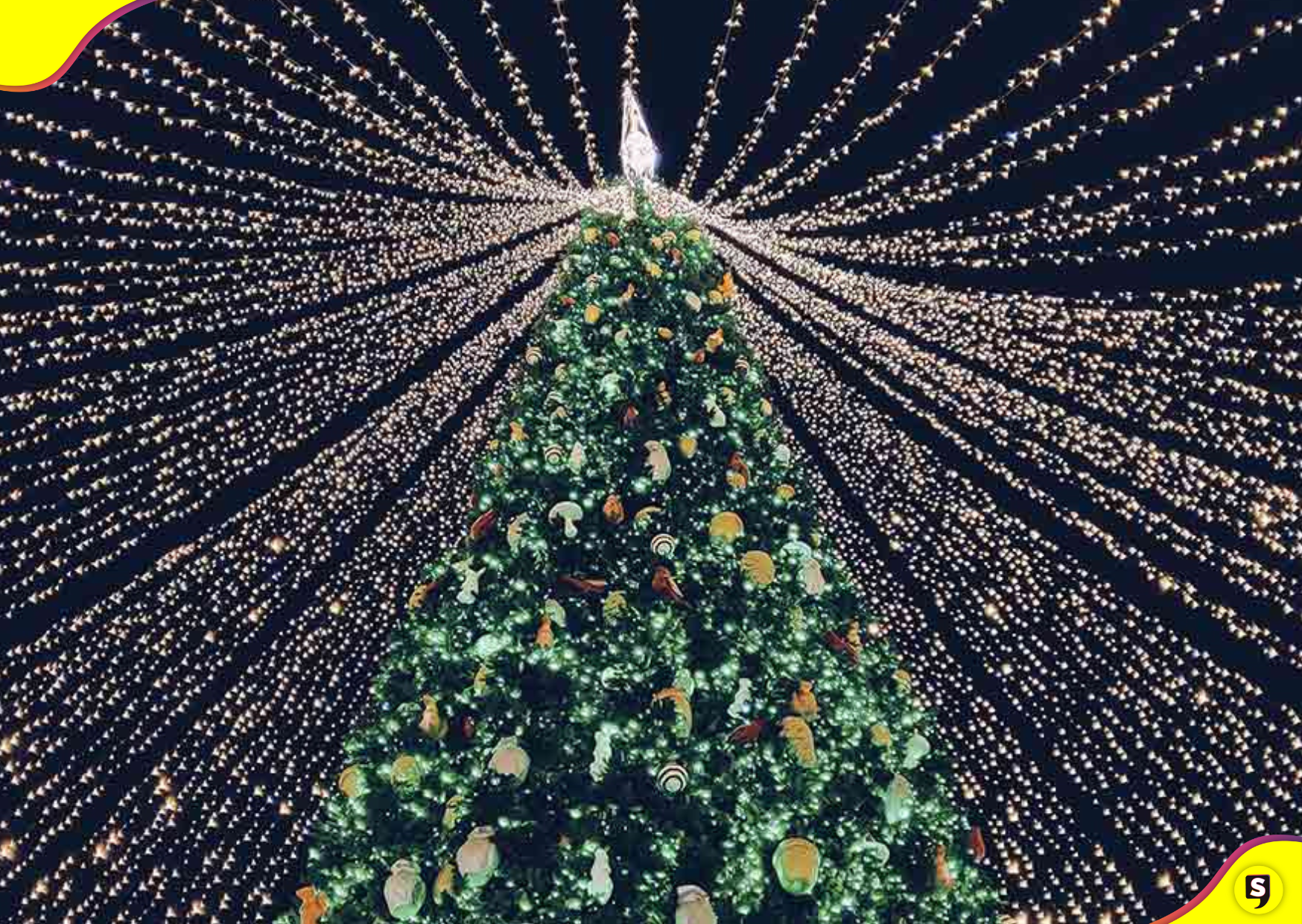 encendida árbol Plaza Juárez