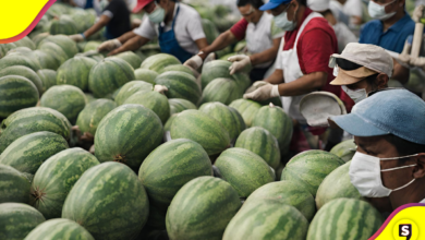 ¡Para atrás! Después de un brote de Salmonella cierran empresa de melones en México.