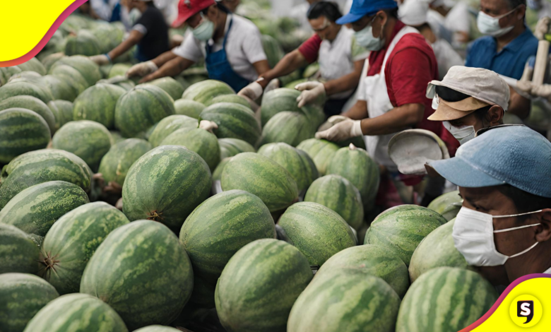 ¡Para atrás! Después de un brote de Salmonella cierran empresa de melones en México.