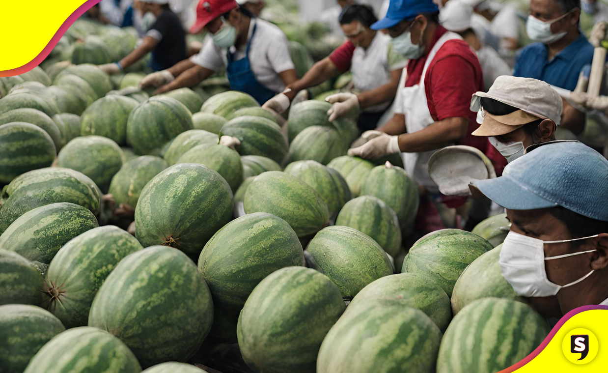 ¡Para atrás! Después de un brote de Salmonella cierran empresa de melones en México.