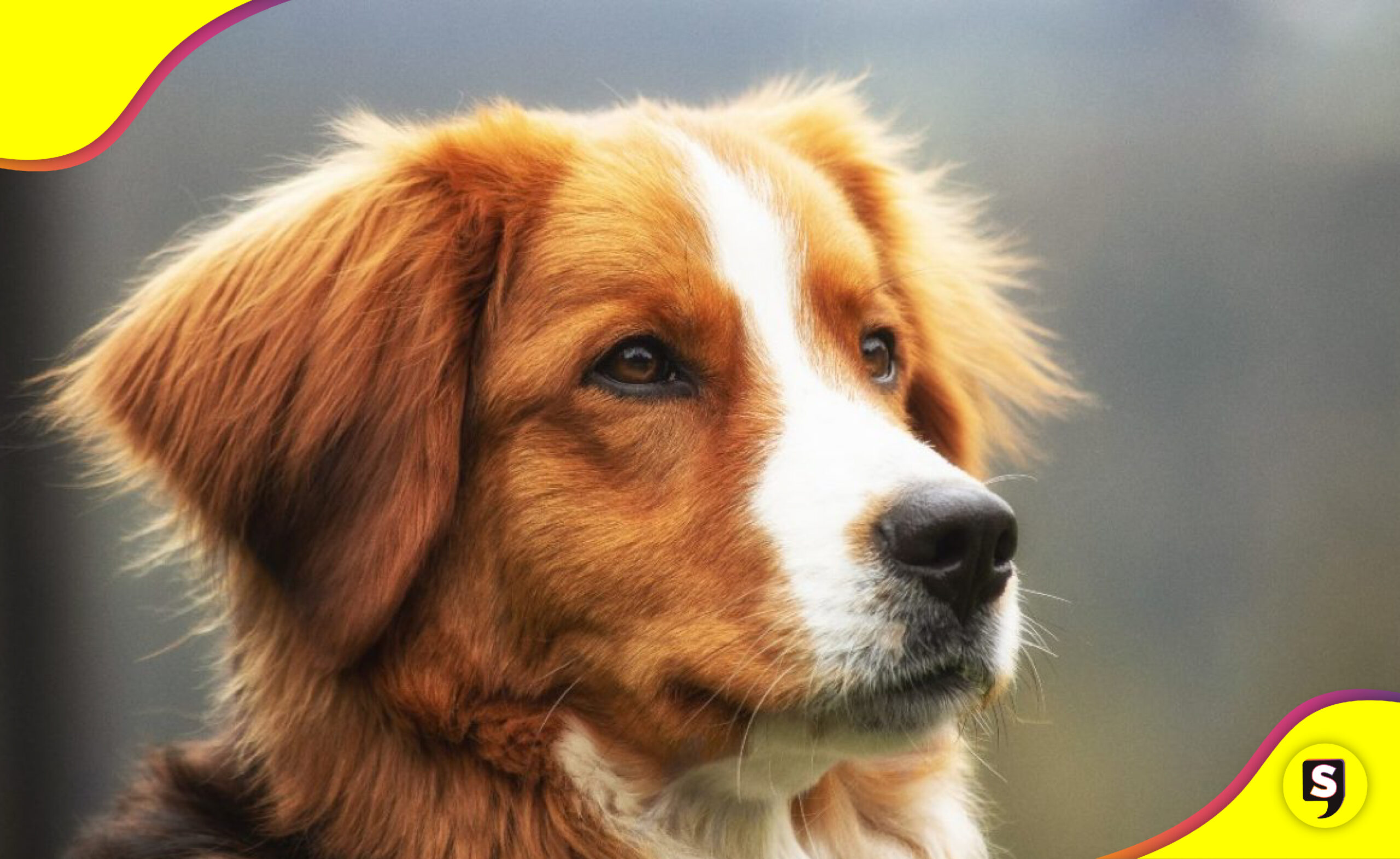 despertó del coma tras visita de su perrito