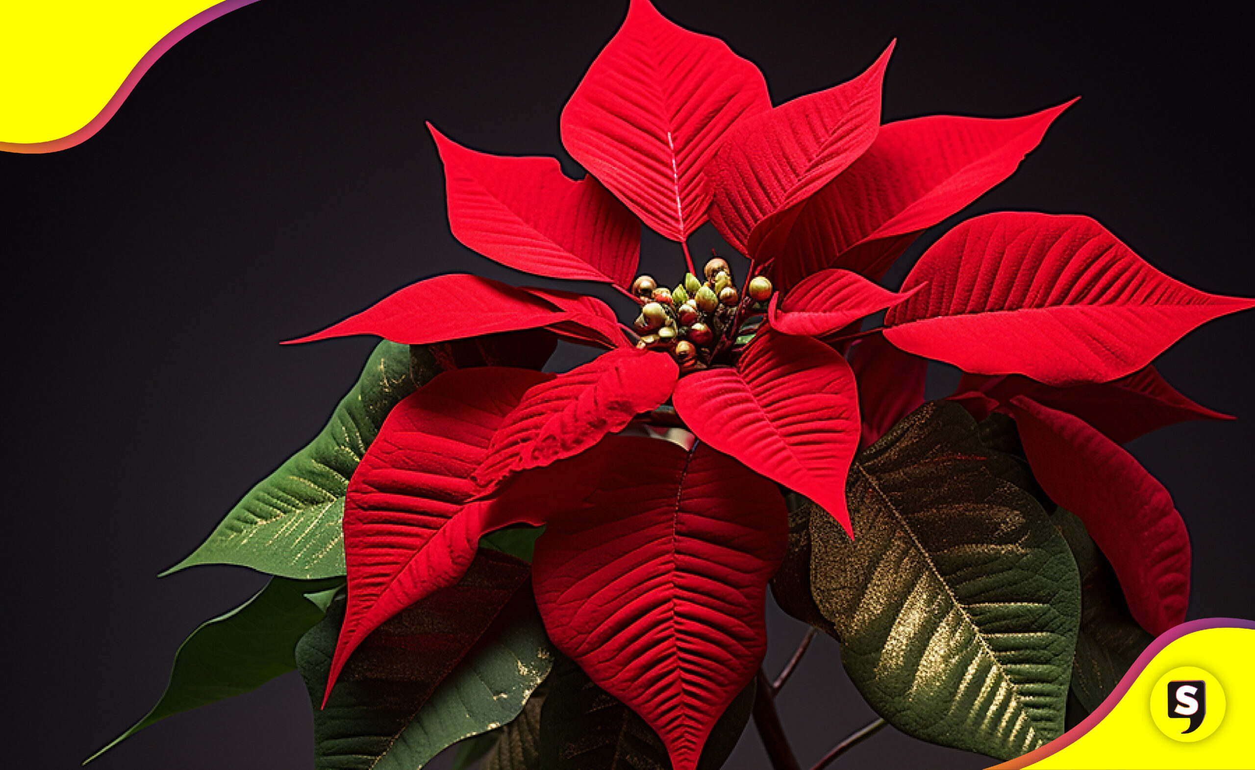 tips para que tu Nochebuena dure