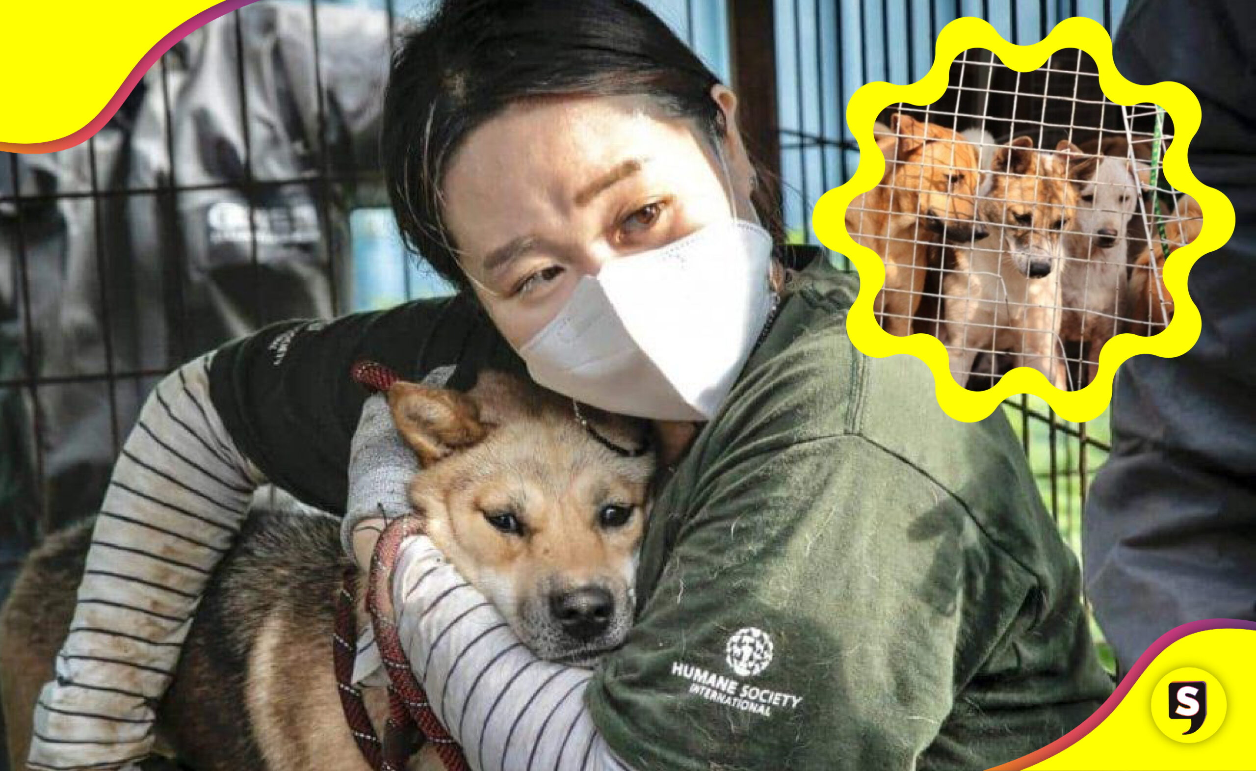 Corea del Sur carne de perro