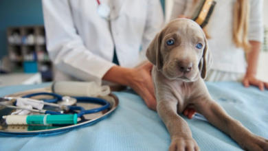 Centro Integral Veterinario de Pachuca