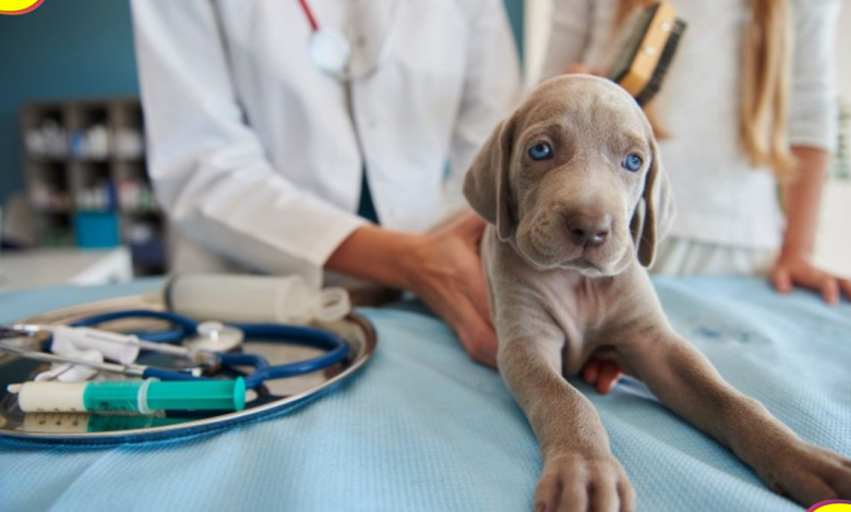 Centro Integral Veterinario de Pachuca
