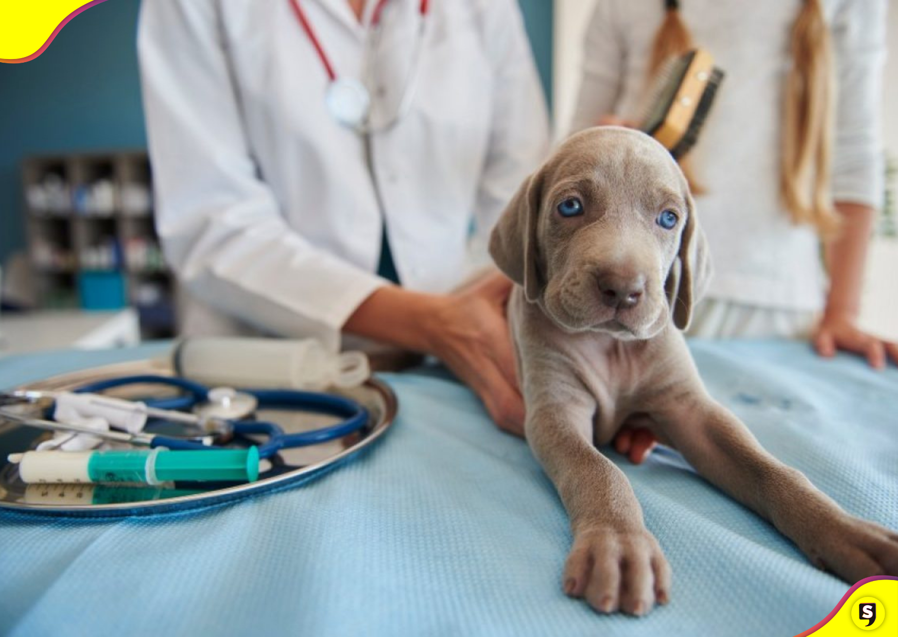 Centro Integral Veterinario de Pachuca