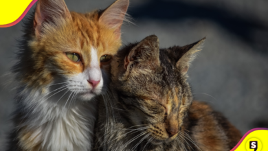 Construye un refugio DIY para gatitos callejeros.