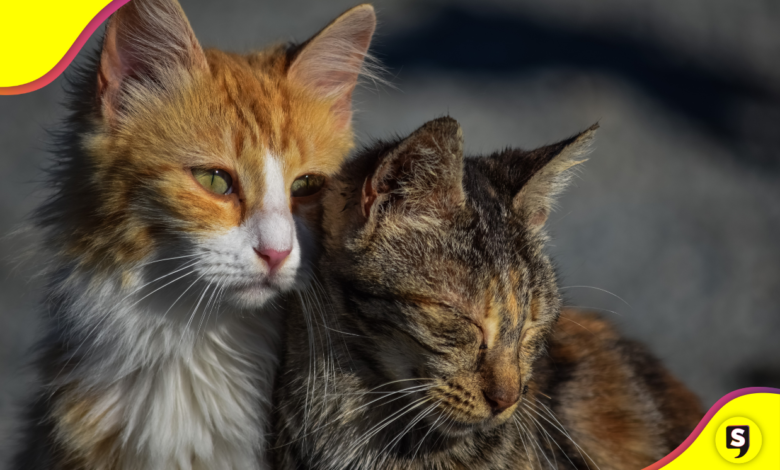 Construye un refugio DIY para gatitos callejeros.