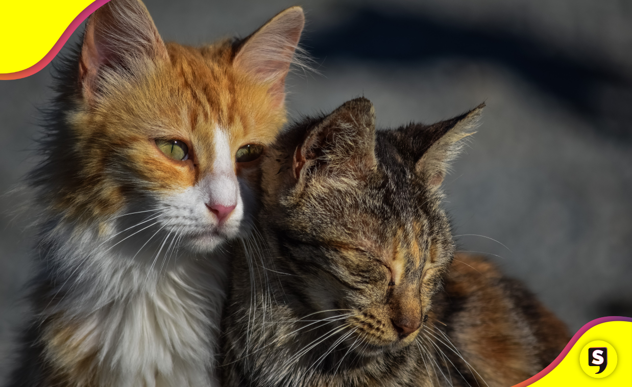 Construye un refugio DIY para gatitos callejeros.