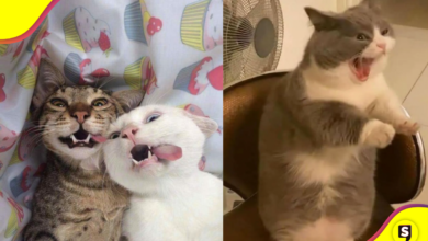Gatos fuera de serie: las razas felinas más locochonas.