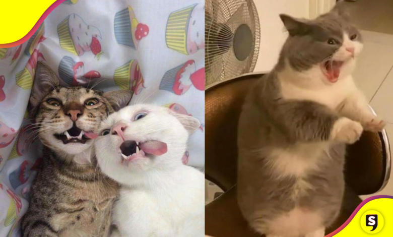 Gatos fuera de serie: las razas felinas más locochonas.