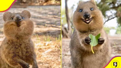 ¿Quieres ser feliz? Conoce al quokka, la criatura más feliz de Australia.