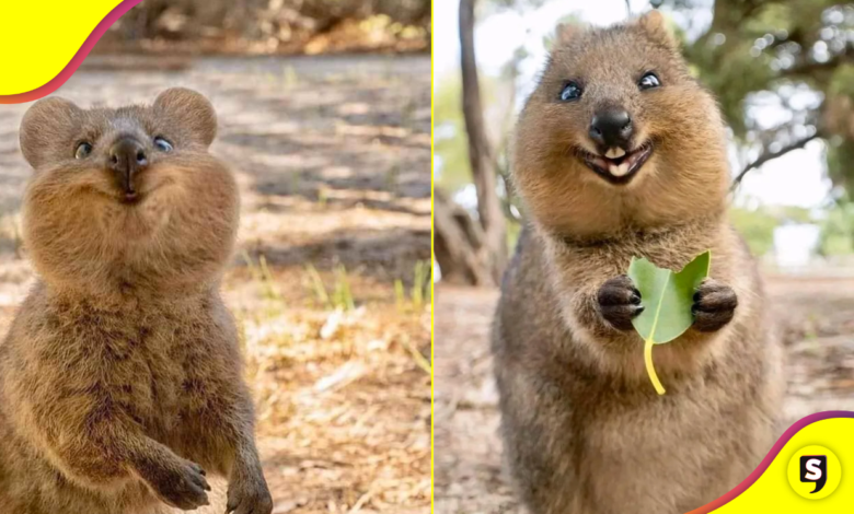 ¿Quieres ser feliz? Conoce al quokka, la criatura más feliz de Australia.