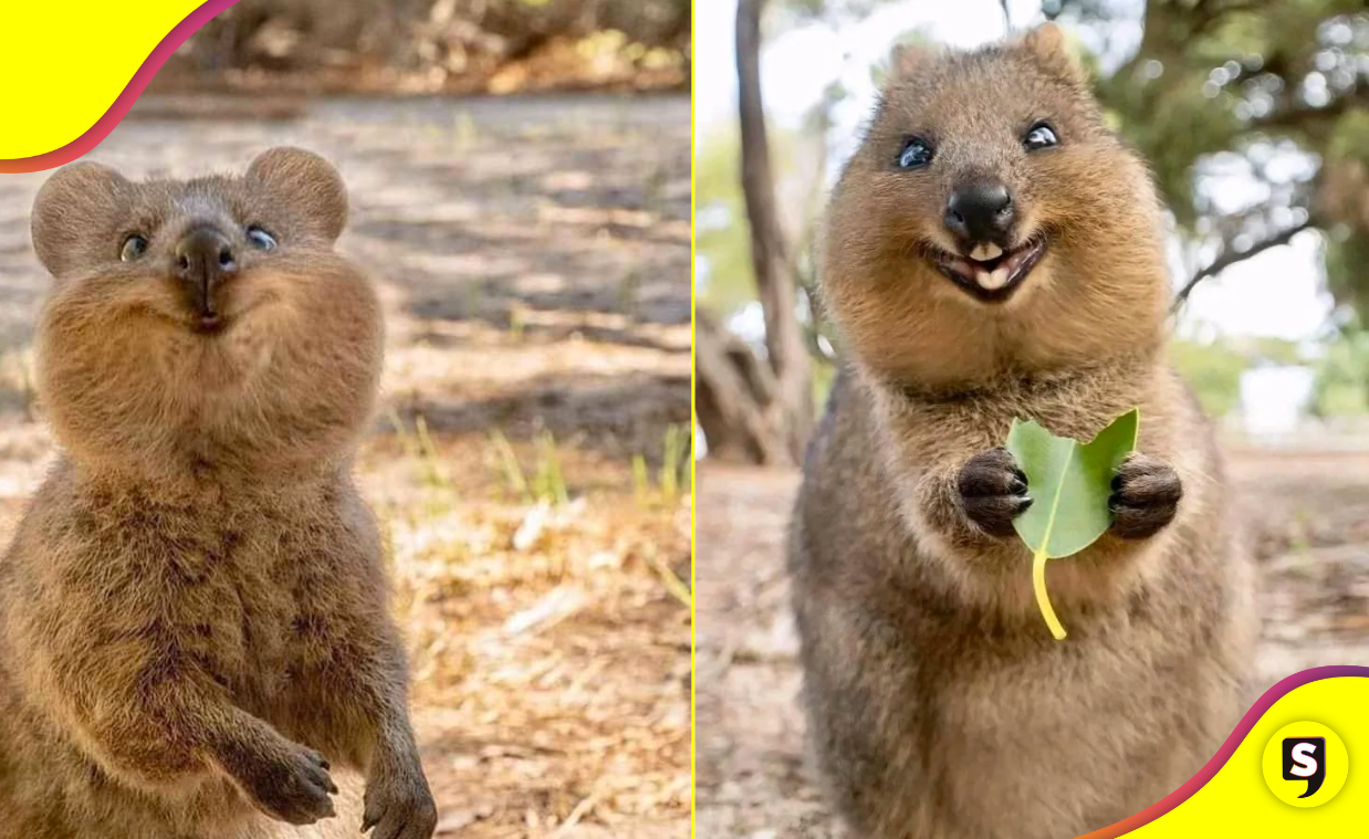 ¿Quieres ser feliz? Conoce al quokka, la criatura más feliz de Australia.