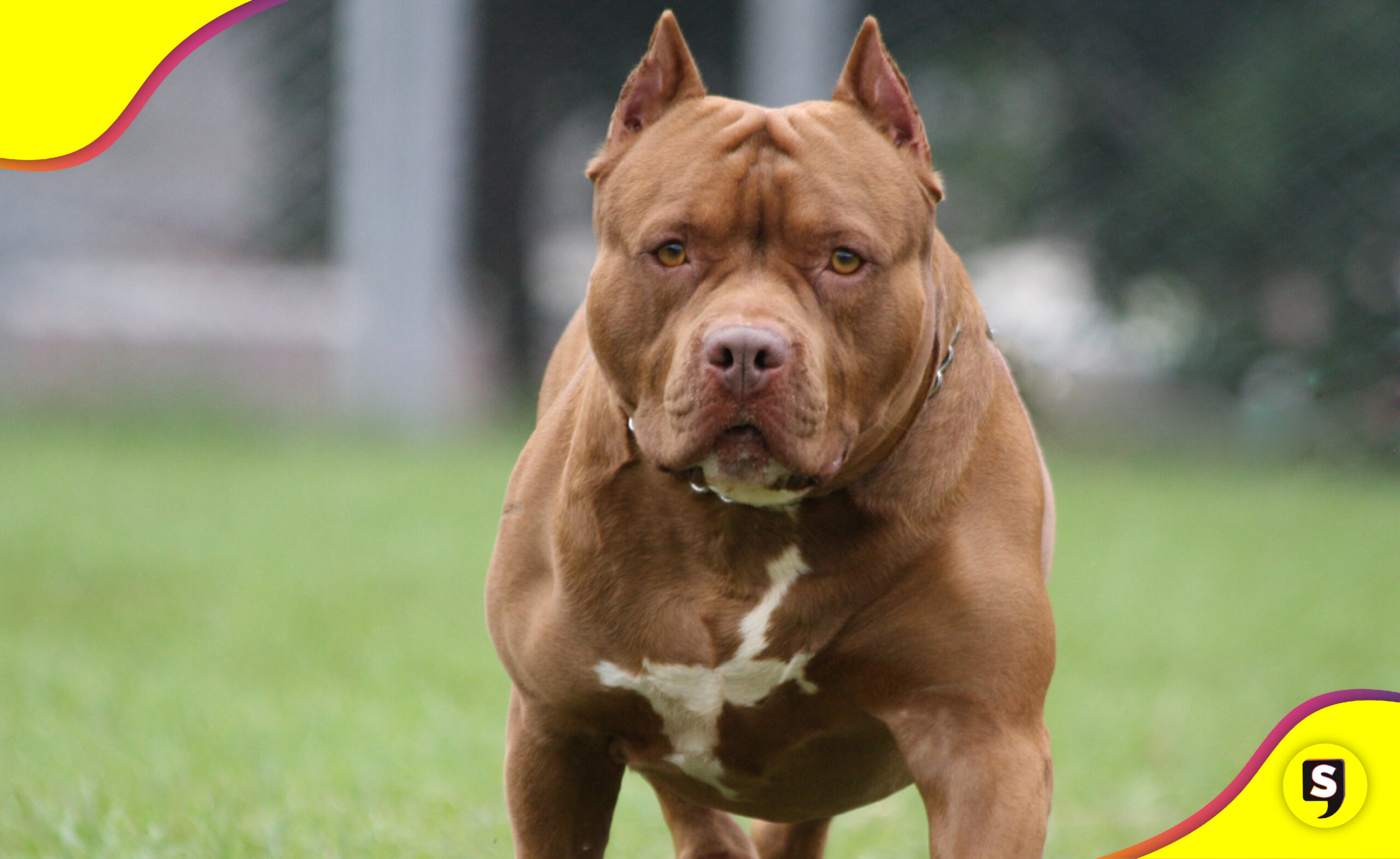 eutanasia para perros agresivos en Oaxaca
