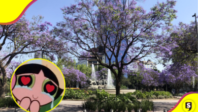 ¡Las jacarandas llegaron ya! Admiramos su belleza en las calles de la CDMX.