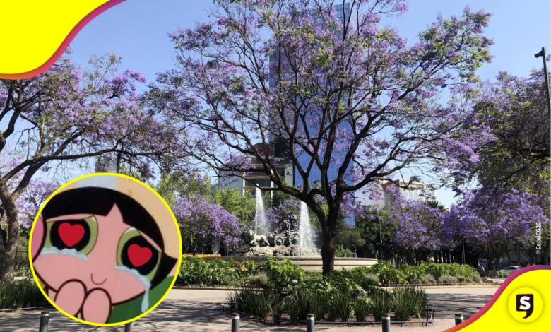 ¡Las jacarandas llegaron ya! Admiramos su belleza en las calles de la CDMX.