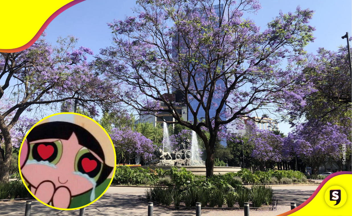 ¡Las jacarandas llegaron ya! Admiramos su belleza en las calles de la CDMX.