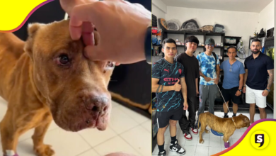 Caso Camila: Rescata al perrito de Taxco y tiene nuevo hogar.