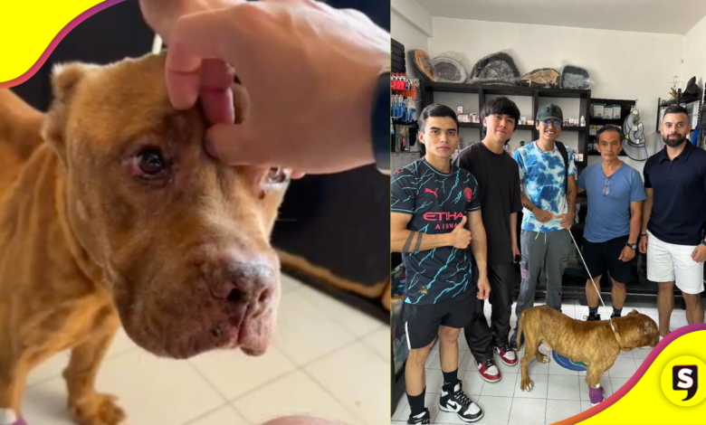 Caso Camila: Rescata al perrito de Taxco y tiene nuevo hogar.