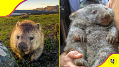 El wómbat es un marsupial un poco diferente, ¿lo conocías?