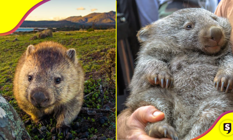 El wómbat es un marsupial un poco diferente, ¿lo conocías?