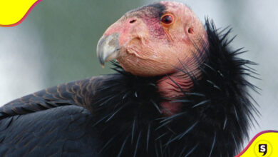 Cóndor de California peligro de extinción