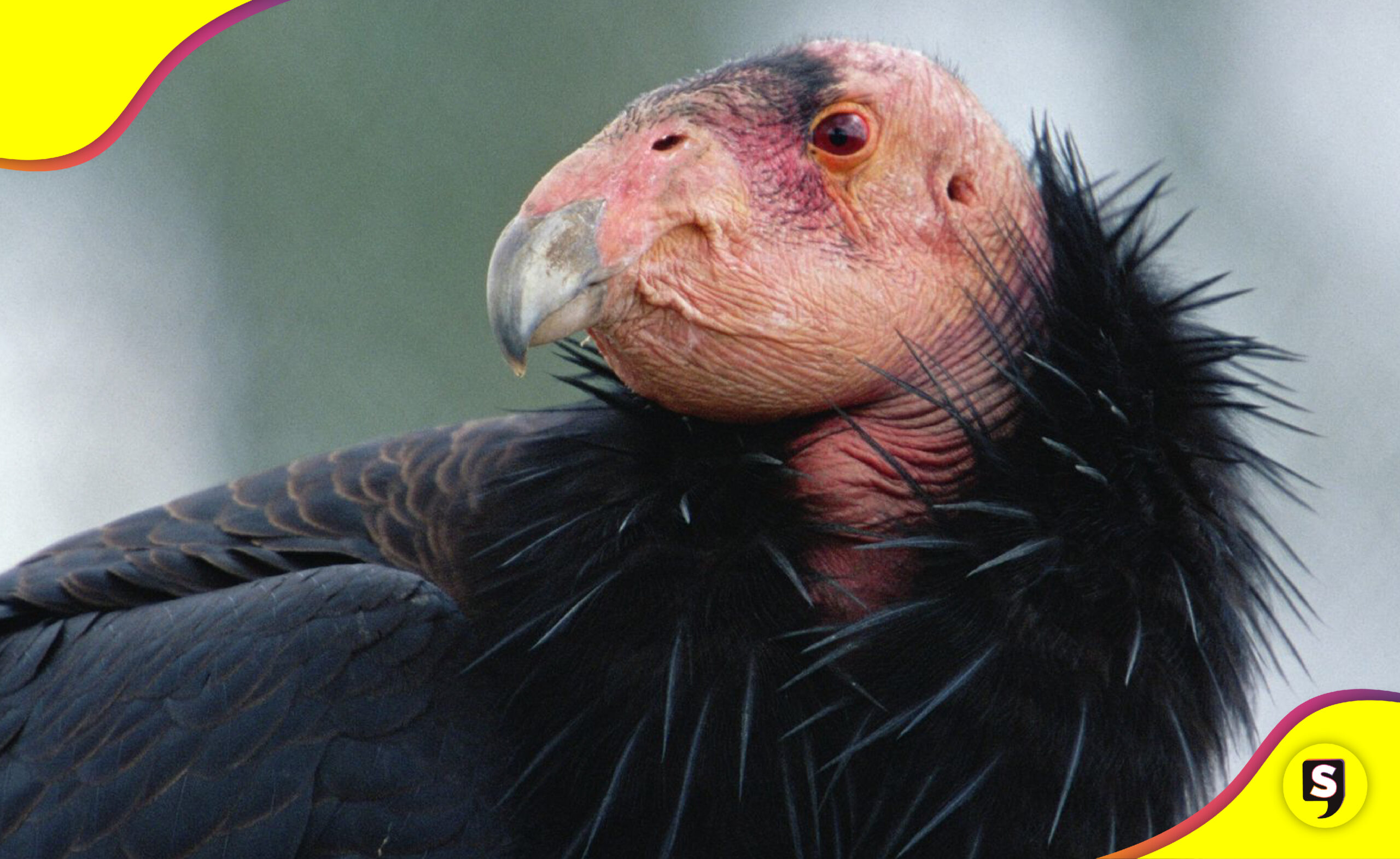 Cóndor de California peligro de extinción