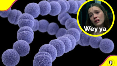bacteria carnívora en Japón