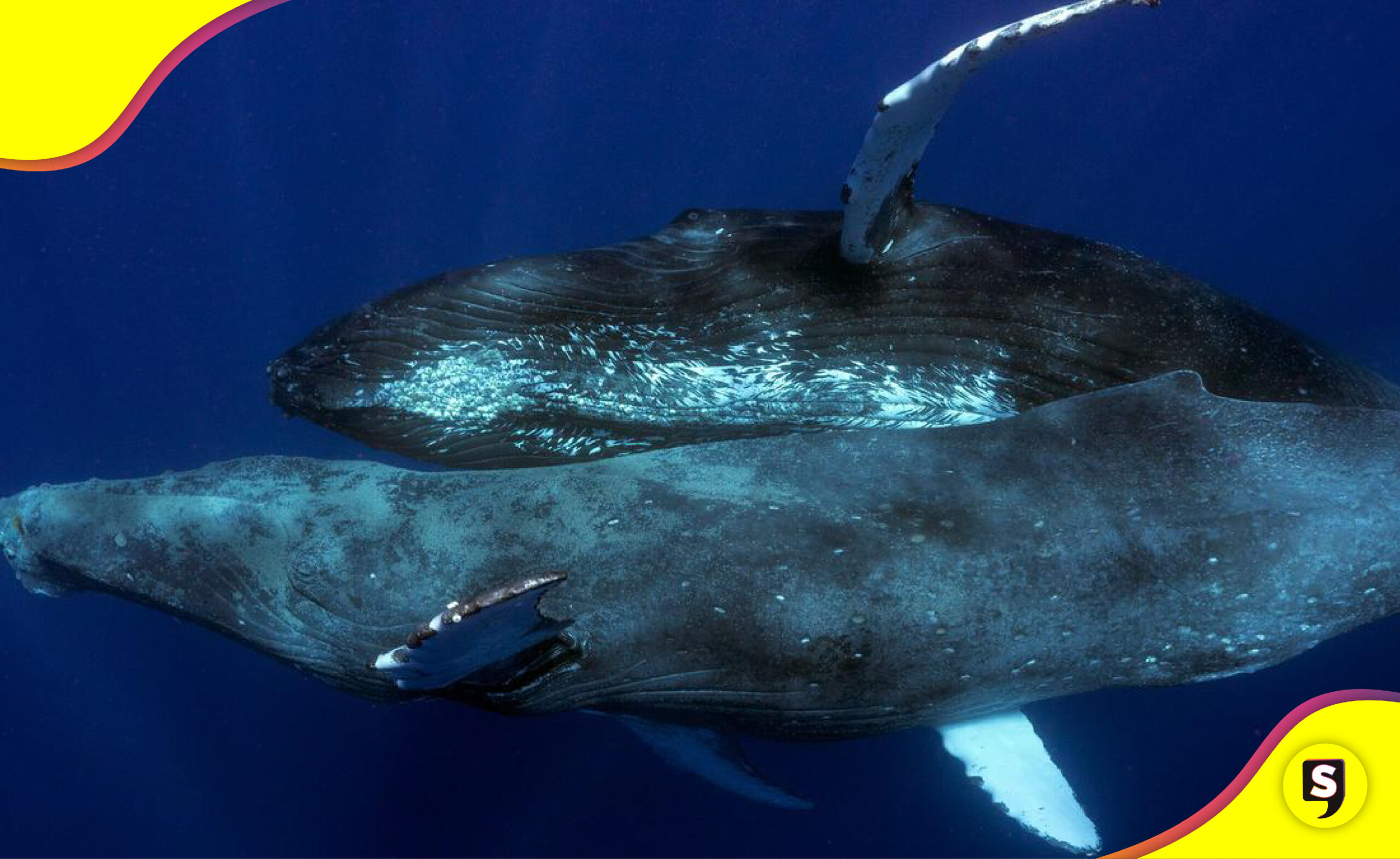 ballenas jorobadas macho