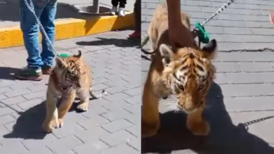 Tulancingo tigre