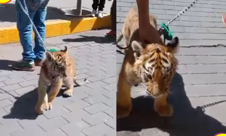 Tulancingo tigre