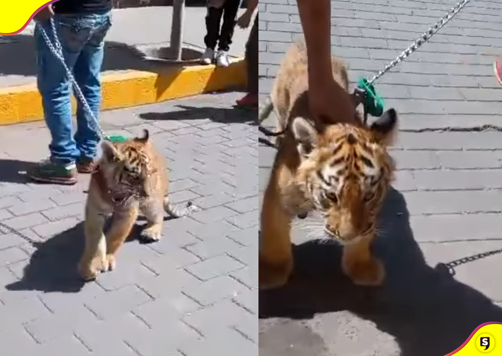 Tulancingo tigre