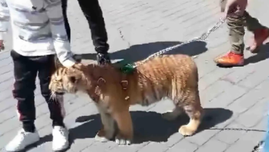 Tulancingo tigre