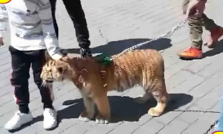 Tulancingo tigre