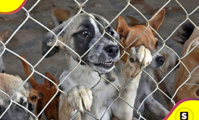 Control Canino
